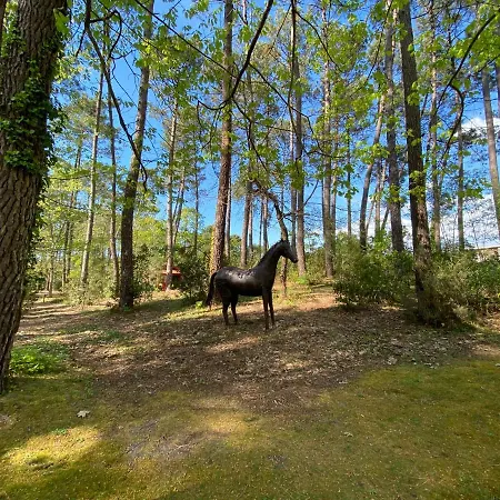 Le Petit Poulailler Au Beau Milieu Des Pins Holiday home Lacanau